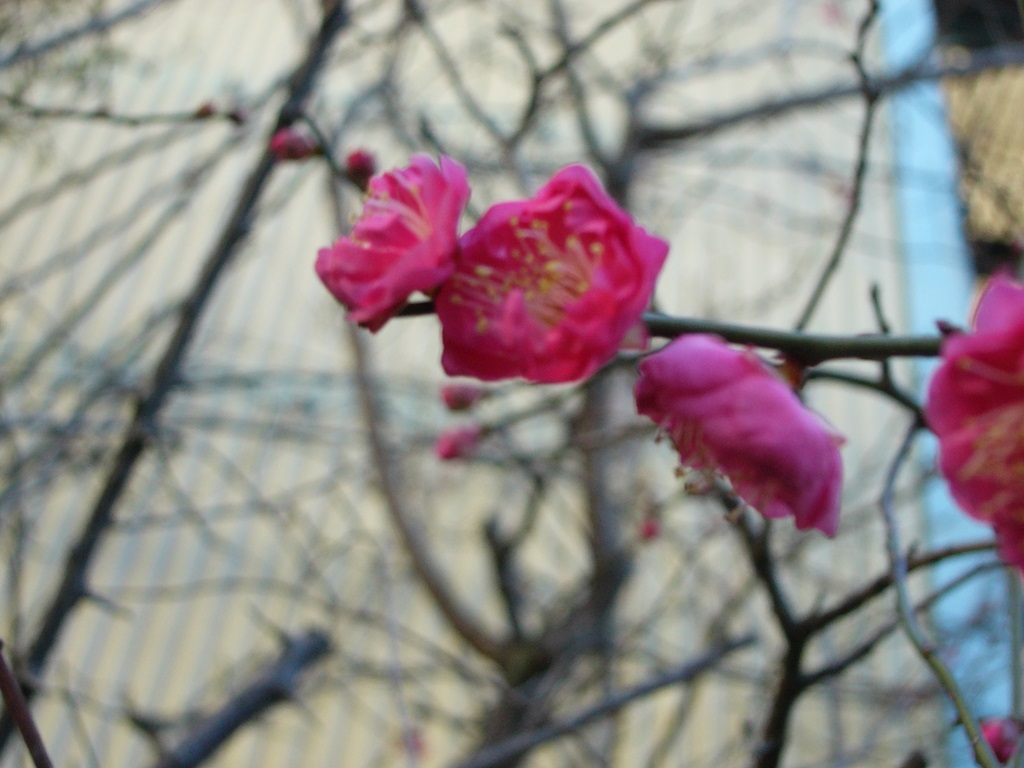 野沢園　梅