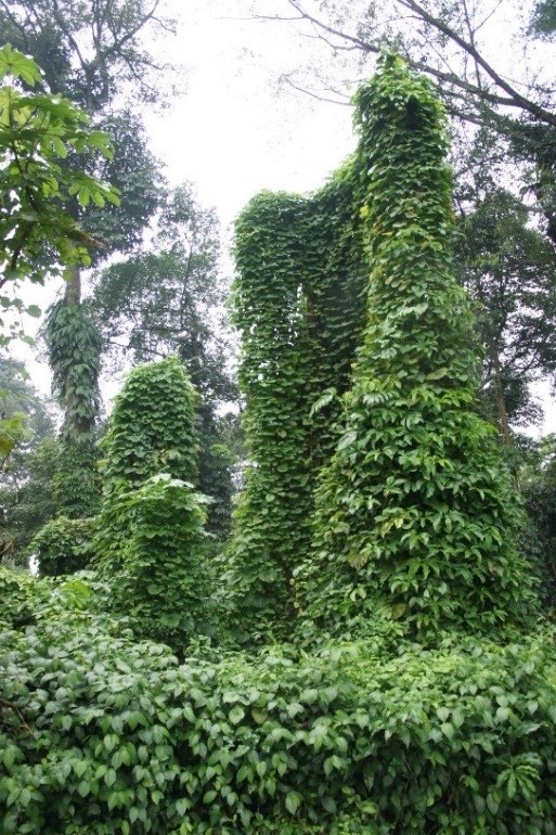 野沢園　インドネシア視察旅行