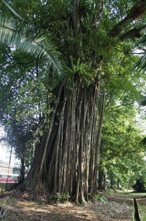 野沢園　インドネシア視察旅行