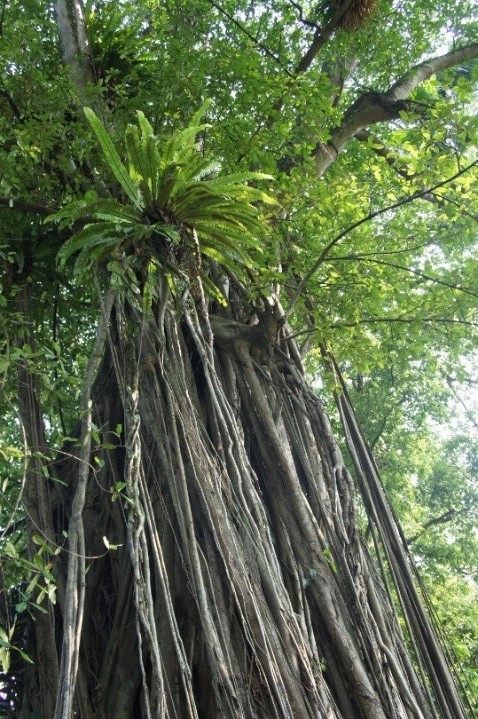 野沢園　インドネシア視察旅行