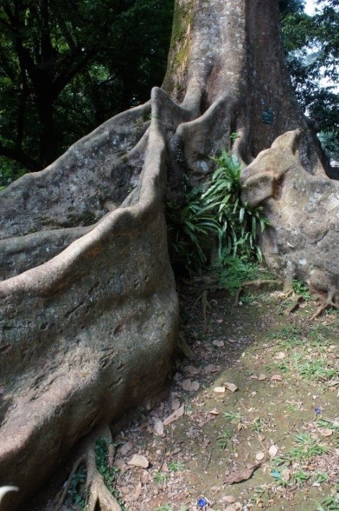 野沢園　インドネシア視察旅行