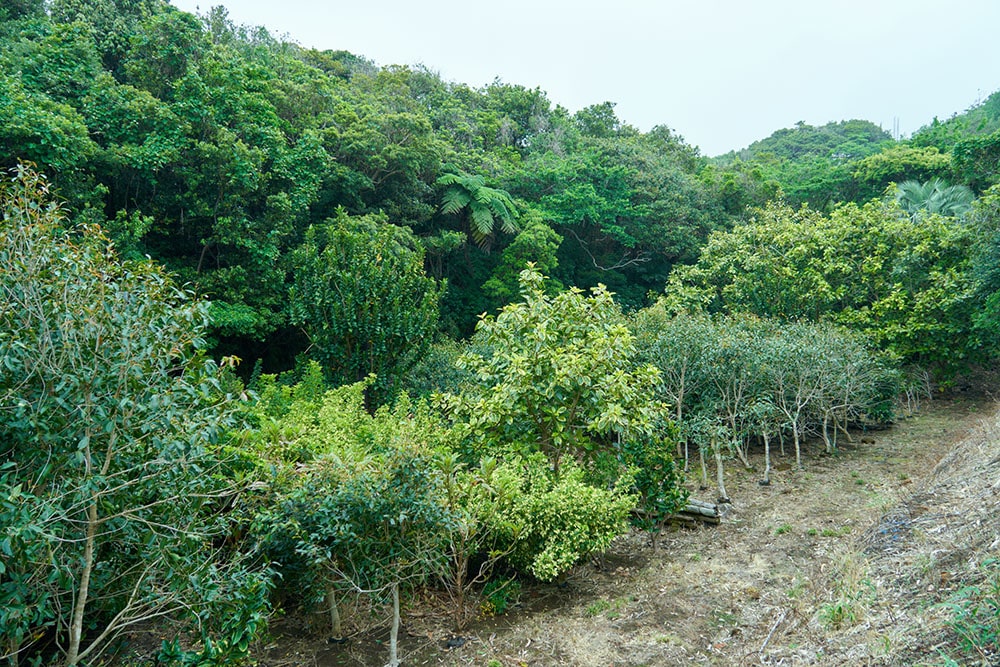 中之郷の南側にあるこの農場。広さ1000坪ほど