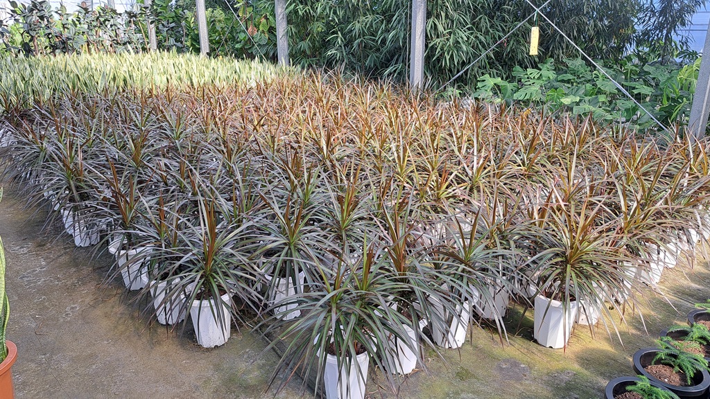 鹿児島県指宿市　植物生産地　ドラセナ　コンシナ　マジェンタ　野沢園