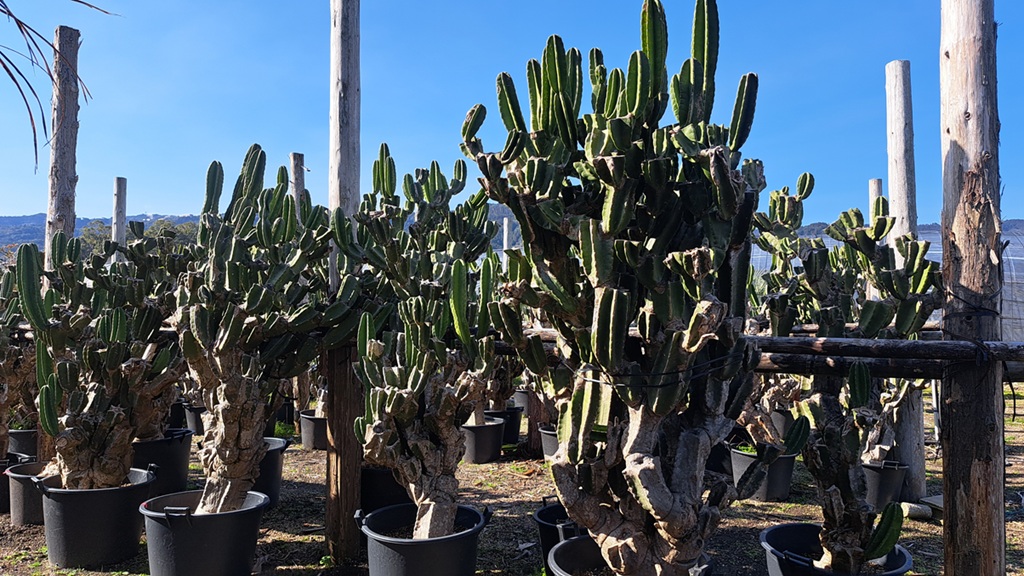 柱サボテン　指宿市植物生産　野沢園